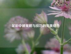 足彩中场策略与技巧的完美结合